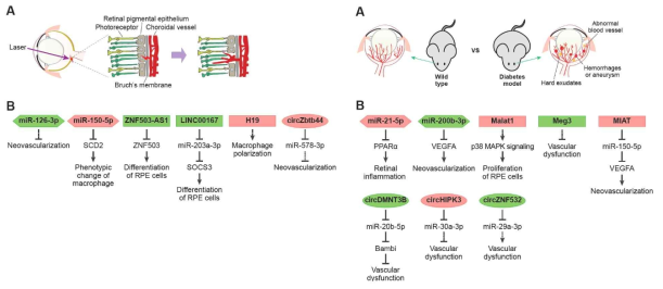 노인성 황반변성 모델(왼쪽)과 당뇨성 망막증 모델(오른쪽)에서 발굴된 주요 비암호화RNA들의 조절 기전