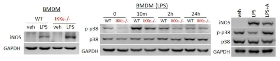 IKKε 적중 마우스골수의 대식세포에서 염증성 iNOS 발현이 더 높았고 활성형 p38이 낮았으며, 염증성 억제 약물에 의하여 활성형 p38이 회복되었음 (submitted)