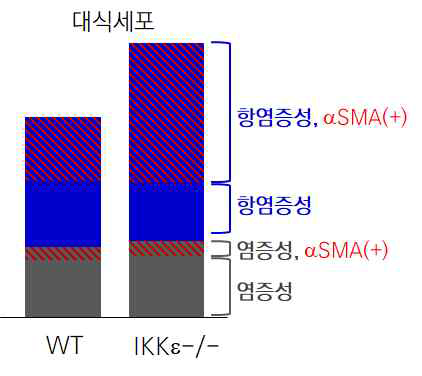 IKKε 적중 대식세포에서 근섬유 아세포 마커의 발현이 2배 증가되어있음