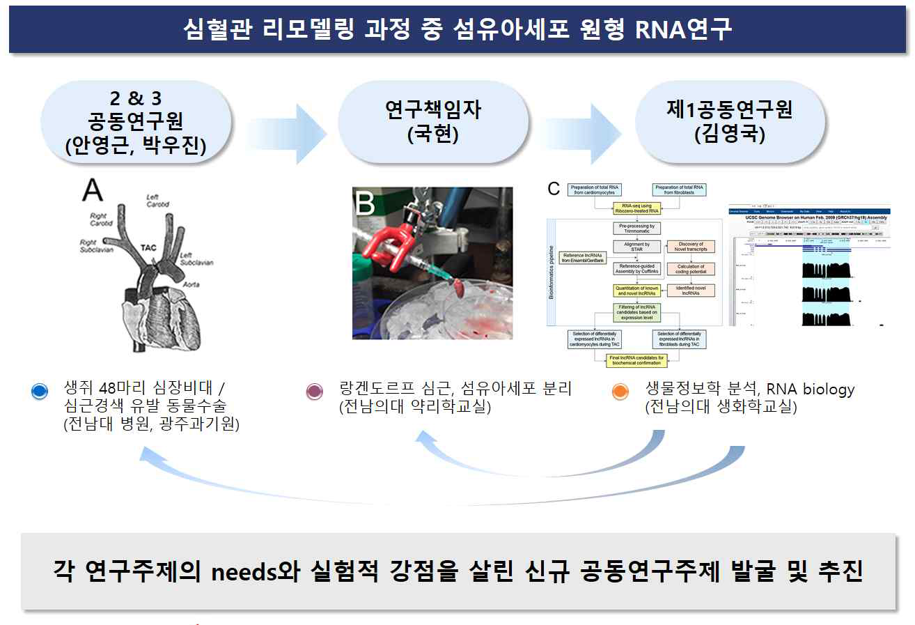 심장 섬유아세포 활성화 및 이에 의한 심장 리모델링에 관여된 원형RNA발굴을 위한 실험 design. 각 세부과제 간 밀접한 협업을 통해 이미 후보 원형RNA를 발굴하였으며 이 연구는 후속 연구에서 지속적으로 연구할 예정임