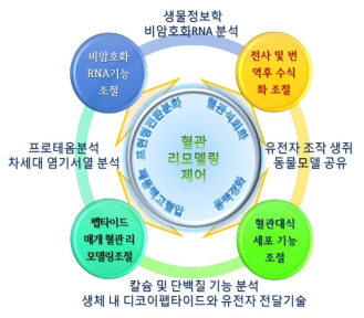 혈관 리모델링 제어 연구실 연구내용의 추진 체계도. 연구주제 및 공동연구원 간의 유기적 연결을 보여주는 그림