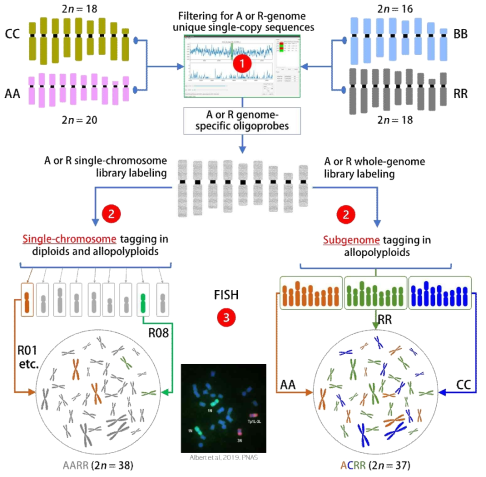 Research methodology workflow. In the first step, all A, B, C, and R genomes will be bioinformatically compared and oligonucleotides unique to either the A or R genomes will be selected for chromosome-specific library construction. In the second step, each library will be labeled either separately as individual chromosomes or pooled into genome-probe for GISH-like experiment. In the third step, FISH will be carried out to different natural and synthetic diploid and intrageneric or intergeneric allopolyploids of Brassica and Raphanus sativus to validate specificity of each library