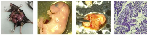 배아단계의 타액선 조직 추출 과정 및 H&E 염색을 통한 gland structure 확인