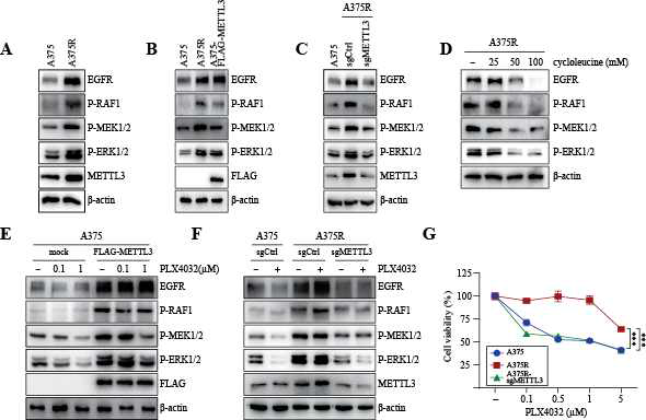 METTL3 induces the rebound activation of RAFs/MEKs/ERKs pathway through enhanced expression of EGFR