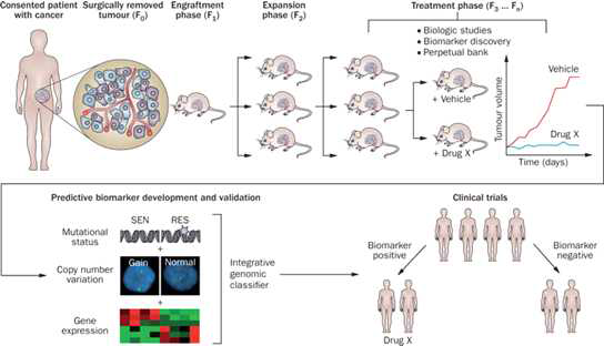 Establishment and testing of PDTX models