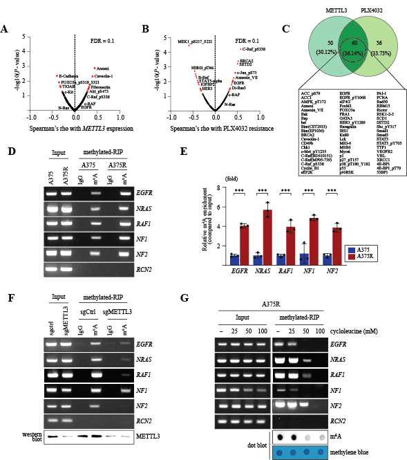 METTL3 promotes the m6A of genes associated with PLX4032 resistance in A375R cells