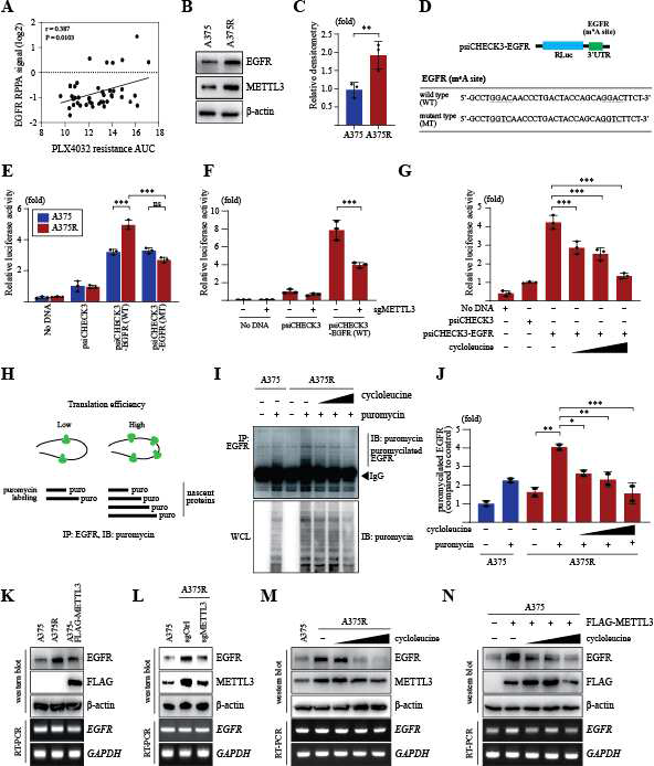 METTL3 promotes the translation efficiency of EGFR in A375R cells