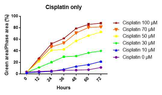 HEI-OC1 세포주에서 농도별 cisplatin을 이용한 이독성 모델 구축