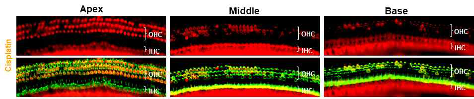 실험동물에서 cisplatin 이독성 난청의 모델 구축