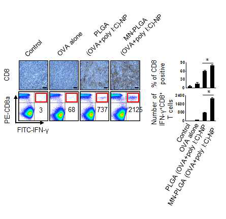 나노입자에 의한 CD8 T cell의 활성
