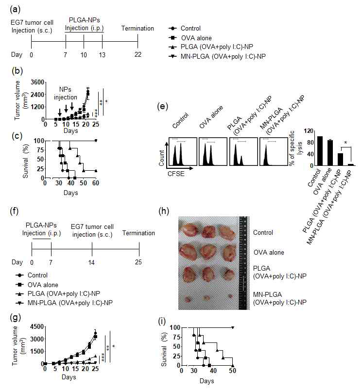 MN-PLGA(OVA + poly I:C)-NP의 항암효능 평가
