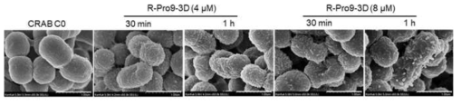 Scanning electron micrographs of CRAB C0 treated with R-Pro9-3D