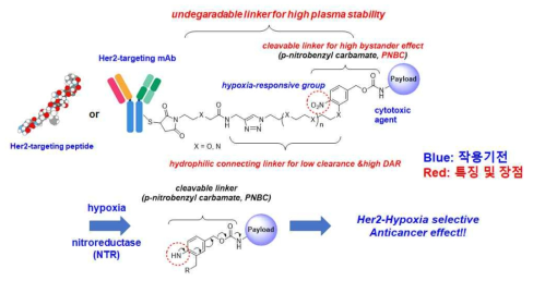 Her2-저산소 이중표적 ADC 메커니즘 및 특징
