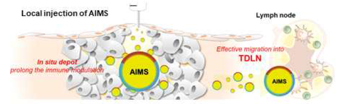 주사제로 사용 가능하며 주입 부위에 Depot 형성 및 림프절 이동을 유도하여 지속성 및 면역 유도능이 뛰어난 AIMS 플랫폼 개발