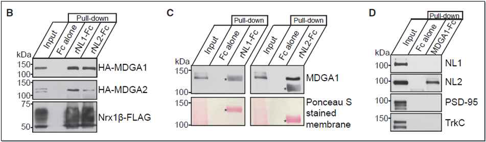 MDGA1과 neuroligin-2와의 선택적 결합성 (adapted from Kim et al., 2017 Neuron)