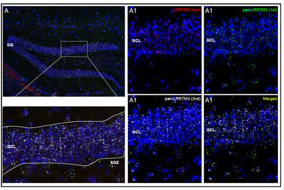 성체 마우스 해마에서의 LRRTM3 유전자 발현 패턴 분석 (unpublished observations)