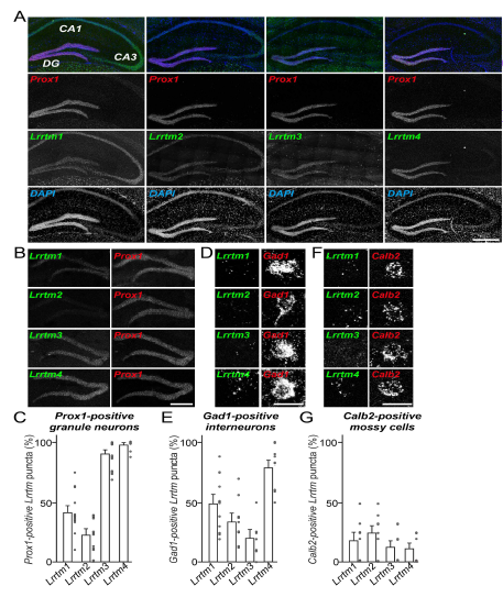 LRRTM 유전자 군의 해마 치아이 랑 내 세포별 발현 패턴 (adapted from Kim et al., In Press PNAS)