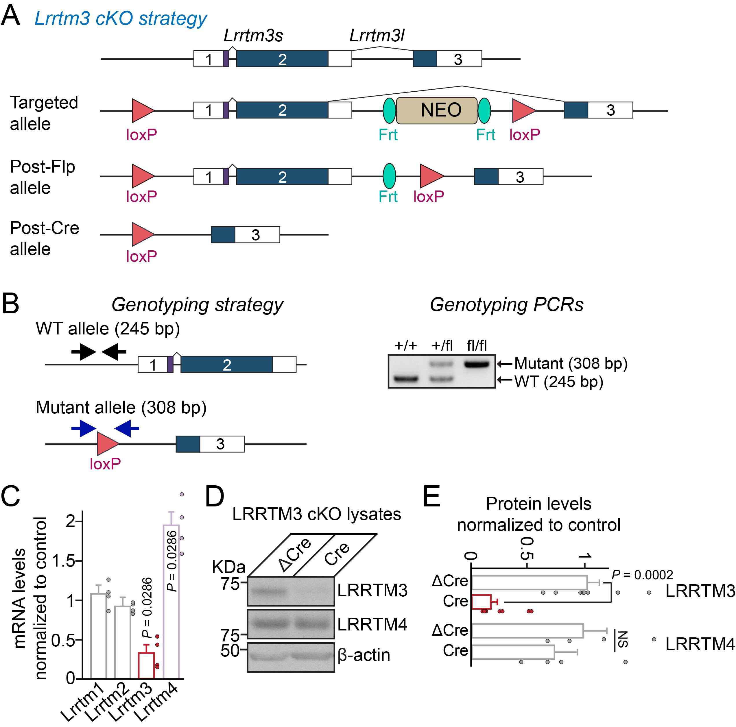 LRRTM3 조건부 낙아웃 제작 및 검증 (adapted from Kim et al., In Press PNAS)