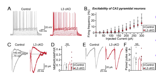 LRRTM3 낙아웃 마우스에서 해마 CA3 피라미드 신경세포의 basal electrophysiological parameter에 변화가 없었음 (adapted from Kim et al., In Press PNAS)