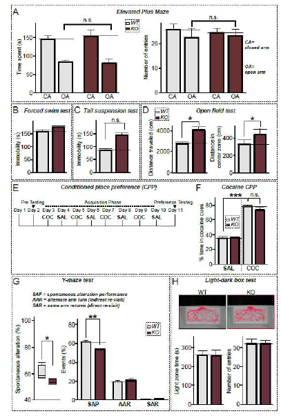 해마 치아이랑 시냅스 조절자 LRRTM3 낙아웃 마우스 행동 분석 I: (A) Elevated Plus Maze; (B) Forced swim test; (C) Tail suspension test; (D) Open field test; (E-F) Conditioned place preference (CPP); (G) Y-maze test; (H) Light-dark box test (unpublished observation)
