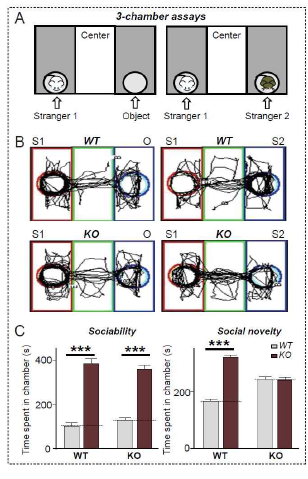 해마 치아이랑 시냅스 조절자 LRRTM3 낙아웃 마 우스 행동 분석 III: (A) 3-chamber apparatus 모식도. 3개 의 chamber 사이는 서로 통과할 수 있으며, 양쪽 chamber에는 pencil cup이 있어서 intruder mouse (Stranger 1)와 object를 두고 ‘sociability’ session을 실 시함. 그 다음에 second intruder mouse (Stranger 2)를 object 대신에 넣어주고 각 chamber에서 머무는 시간을 측정함. (B) LRRTM3 낙아웃 마우스는 정상적인 sociability를 보임. 즉 Object보다는 Stranger 1에 훨씬 오 래 머물게 됨. 하지만 정상적인 마우스와는 달리 Stranger 2와 Stranger 1에 비슷한 시간 탐색. (C) 정량결과 (unpublished observations)