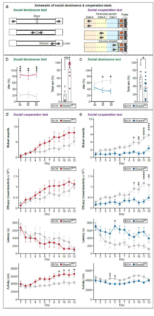서로 다른 자폐마우스 모델에서 사회적 위계성 및 사회 적 협력성 변화 분석: Shank2 KO의 경우 위계성/협력성이 모 두 상승한 반면 Shank3 KO의 경 우 위계성/협력성이 모두 감소하 였음 (adapted from Han et al. 2020 Mol Autism)