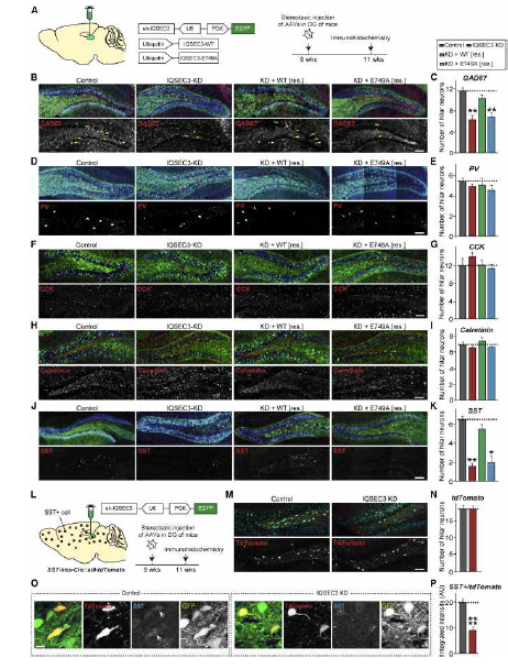 IQSEC3 낙다운에 의한 특정 가바 억제성 신경세포 감소. 소마토스태틴 항체로 면역염색한 시료가 소마토스태틴 억제성 신경세포 사멸 혹은 펩타이드 수준 감소 등의 효과가 섞여 있을 수 있어 Ai9 fluorescence로 labeling된 소마토스태틴 억제성 신경세포 숫자를 별도로 정량분석한 결과 별다른 변화가 없었음 (adapted from Kim et al. 2020 Cell Rep)