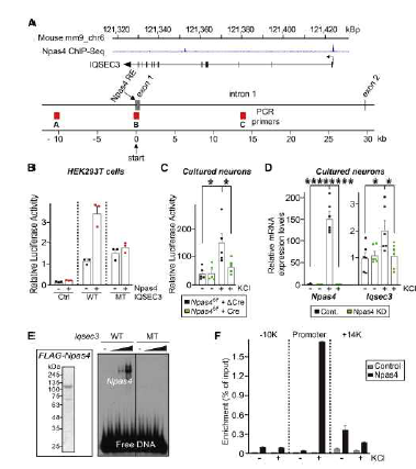 IQSEC3 단백질이 Npas4 타겟임을 확인함 (adapted from Kim et al. 2021 Cell Rep)