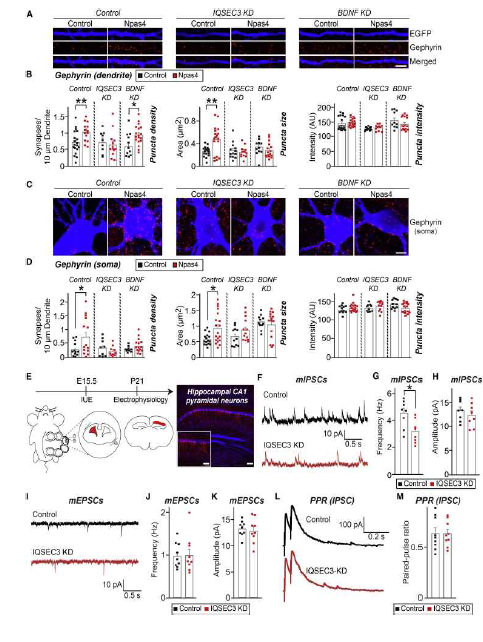 IQSEC3 단백질은 해마 신경배양세포 및 CA1 신경세포에서 억제성 시냅스 발달을 매개함 (adapted from Kim et al. 2021 Cell Rep)