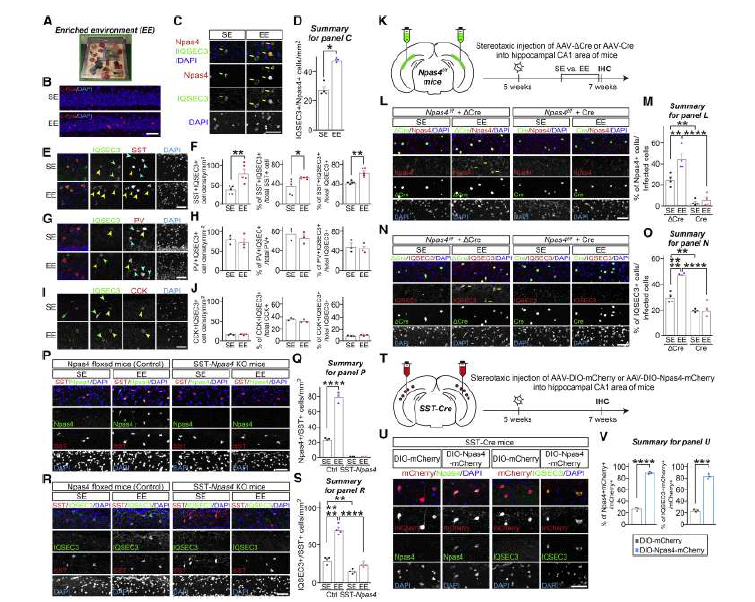 IQSEC3 단백질은 해마 CA1에서 소마토스태틴 신경세포에서 특이적으로 synaptic activity 및 Npas4에 의존적으로 발현 수준이 변화함 (adapted from Kim et al. 2021 Cell Rep)