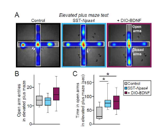 해마 CA1 영역 소마토스태틴 억제성 신경세포에서 Npas4를 삭제한 뒤 BDNF 재발현 후 elevated plus maze 검사 분석 (unpublished observations)