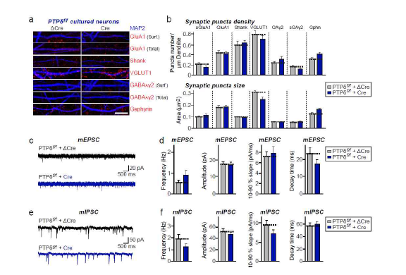 PTPdelta 낙아웃 해마 신경배양세포에서의 시냅스 숫자 및 신경전달 변화분석 (adapted from Han et al. 2020 Mol Brain)