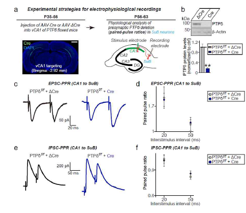 PTPdelta 낙아웃 해마 CA1-subiculum 신경회로에서의 신경전달물질 방출 효율성 변화 분석 (adapted from Han et al. 2020 Mol Brain)