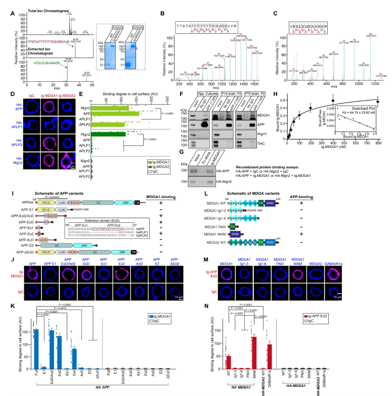 MDGA1 단백질의 새로운 리간드 발굴 (adapted from Kim et al. In Press PNAS)