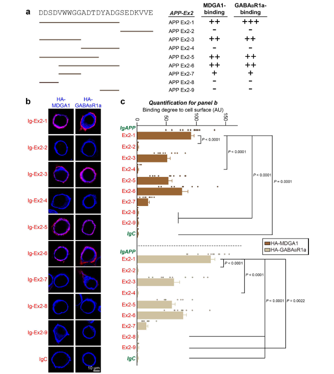 MDGA1 단백질과 결합하는 APP ExD 부위의 심화 분석 (adapted from Kim et al. In Press PNAS)