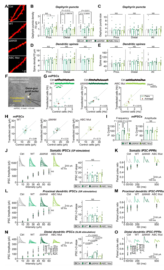 MDGA1 단백질의 억제성 시냅스 구조 및 시냅스 강도 조절의 음성적 작동 기전 규명 (adapted from Kim et al. In Press PNAS)