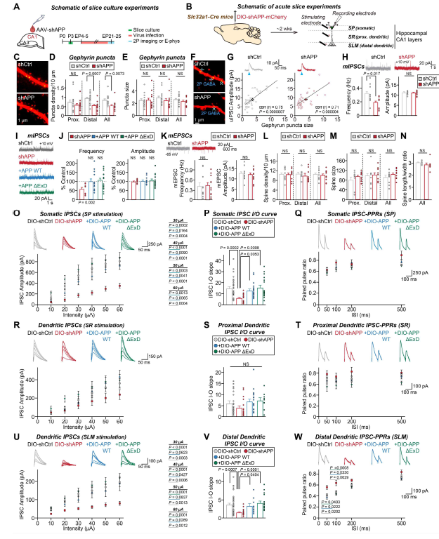 APP 단백질에 의한 해마 CA1 억제성 신경회로 특성 조절 분석 (adapted from Kim et al. In Press PNAS)