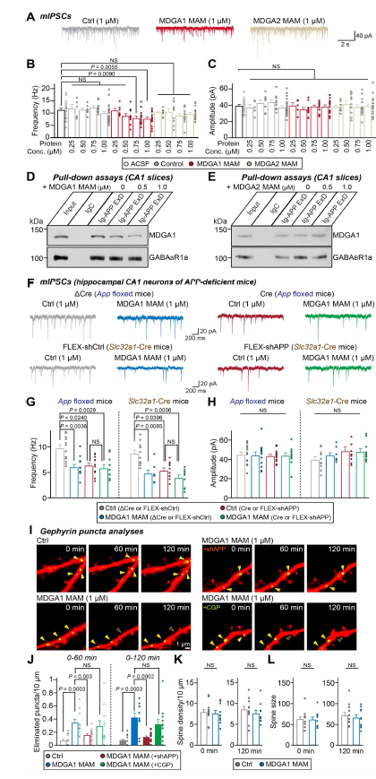 MDGA1 MAM 단백질에 의한 해마 CA1 억제성 신경전달 및 억제성 시냅스 숫자 변화 분석. MDGA1 MAM 단백질은 APP extension domain에 결합하여 APP 단백질의 억제성 시냅스에서의 기능을 저해함. 이를 뒷받침하는 증거로 (1) APP 단백질이 결핍된 신경세포에서는 MDGA1 MAM 효과가 사라졌으며, (2) APP 단백질의 흥분성 시냅스에서의 역할에는 영향을 주지 않았음 (adapted from Kim et al. In Press PNAS)