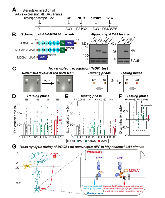 MDGA1 MAM 단백질이 해마 CA1 영역에서 과발현될 경우 신규사물인지가 선택적으로 저해됨 (adapted from Kim et al. In Press PNAS)