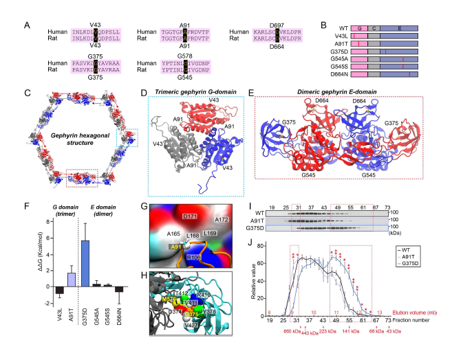 Epileptic Encephalopathy, autism 등의 환자 등에서 발견된 다양한 gephyrin missense mutation을 super-computing 시뮬레이션 및 biophysics 실험 결과 (adapted from Kim et al. 2021 iScience)