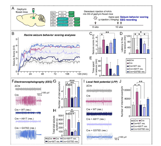 Gephyrin G375D mutation이 도입된 seizure susceptibility 및 network activity 변화 분석 (adapted from Kim et al. 2021 iScience)