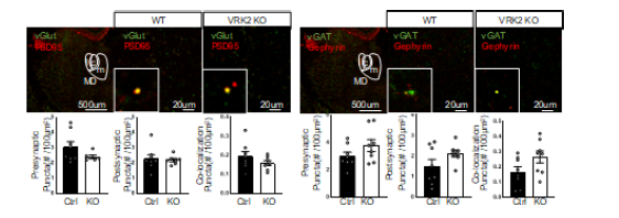 VRK2 녹아웃 마우스에서 내등쪽핵의 흥분성 및 억제성 시냅스 수 정량 (unpublished observations)