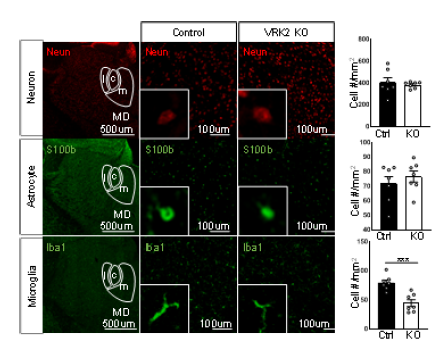 VRK2 녹아웃 마우스의 시상 내등쪽핵에서의 신경 세포, 별아교세포, 미세아교세포 면역염색법을 통한 세포 수 정량 (unpublished observations)