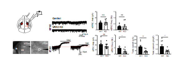 VRK2 녹아웃 마우스의 시상 복측기저핵 신경세포의 외재적 활성도 (unpublished observations)