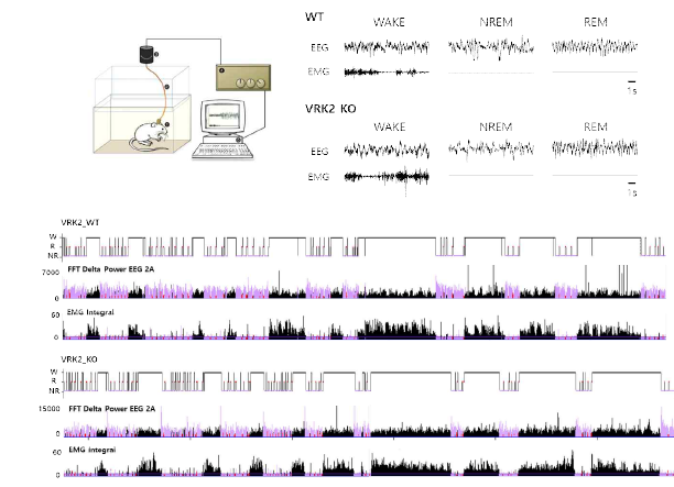 VRK2 녹아웃 마우스와 정상 마우스의 hypnograms과 EEG, EMG 패턴 (unpublished observations)