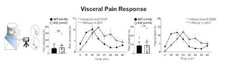 VRK2 녹아웃 마우스에서의 긴장성 통증에 대한 반응 패턴 (unpublished observations)