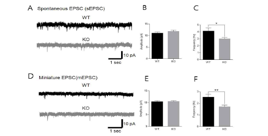 VRK2 유전자 결손 마우스의 전기생리학적 기능 이상 분석 (adapted from Lee et al. Glia 2019)