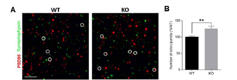 VRK2 유전자 결손 마우스에서 흥분성 시냅스 숫자 분석 (adapted from Lee et al. Glia 2019)