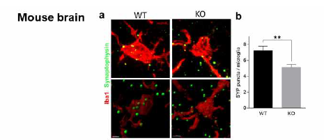 VRK2 유전자 결손 마우스에서의 microglia phagocytosis 기능 감소 분석 (adapted from Lee et al. Glia 2019)