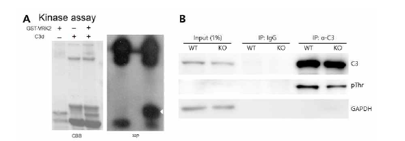 VRK2 단백질에 의한 C3 인산화 분석 (adapted from Lee et al. Glia 2019)